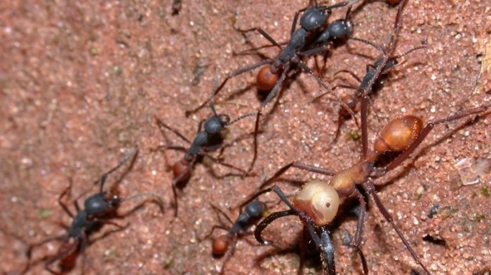 5 Serangga Paling Mematikan yang Hidup di Bumi, Nomor 1 Banyak Ditemukan di Indonesia