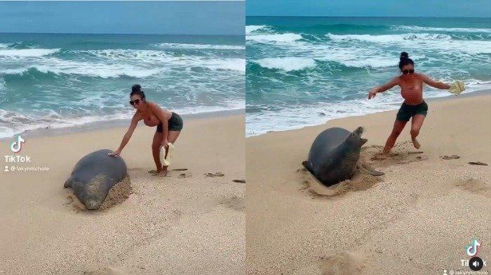 Kronologi Pasangan Turis Didenda Ratusan Juta karena Sentuh Anjing Laut Langka