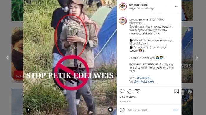 Viral di Medsos, Sepasang Kekasih Petik Bunga Edelweis di Bukit Malang Gunung Rinjani