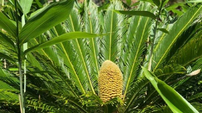 Tanaman Purba Berusia 60 Juta Tahun Hidup Kembali Akibat Perubahan Iklim Ekstrem