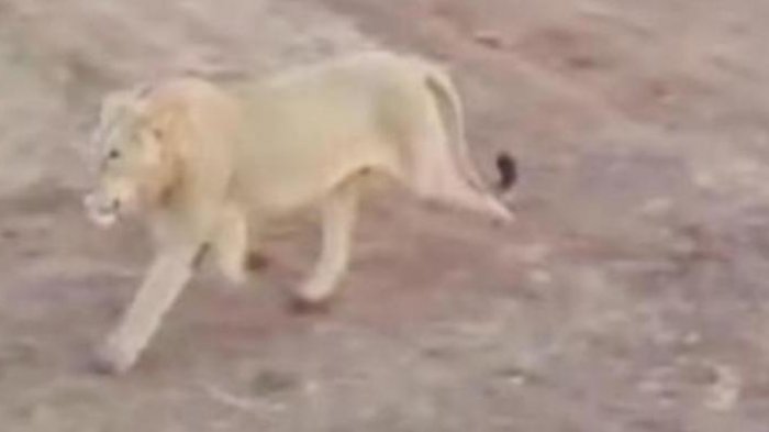 Kejadian Langka! 3 Ekor Singa Terekam Kamera Masuk ke Kampung, Videonya Bikin Senam Jantung