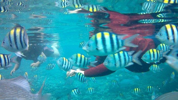 Snorkeling di Pulau Sauwandarek, Raja Ampat, Papua Barat, Minggu (3/3/2022).