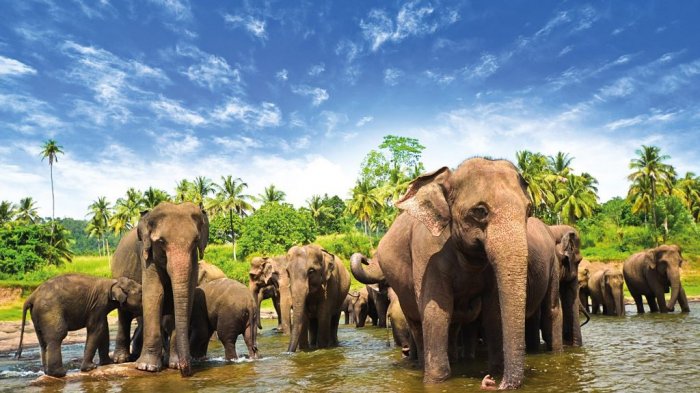 Transit di Kolombo Sebelum ke Eropa, Ada Apa Saja di Ibu Kota Srilanka?