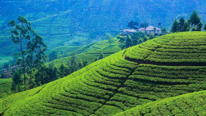 Ini 10 Destinasi Wisata Terbaik di Asia, Posisi Indonesia Bikin Bangga