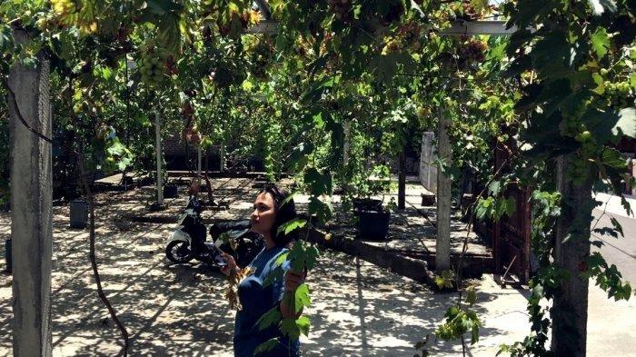 Cocok Dikunjungi untuk Liburan Natal dan Tahun Baru, Ini Keunikan Kampung Anggur di Jogja