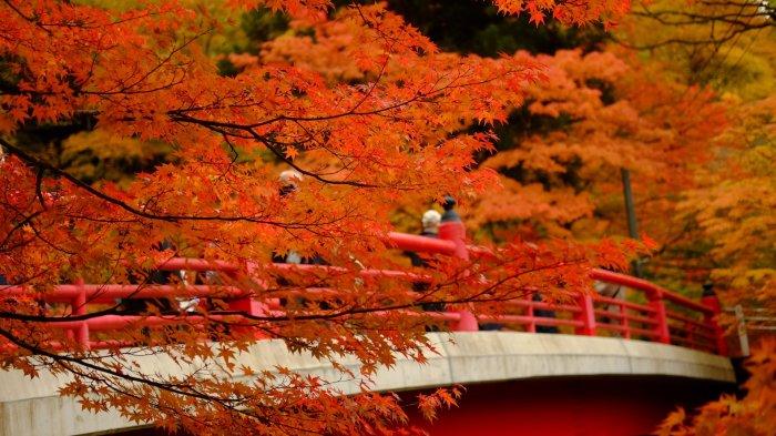 5 Cara Terbaik Menikmati Musim Gugur di Jepang Buat Solo Traveling