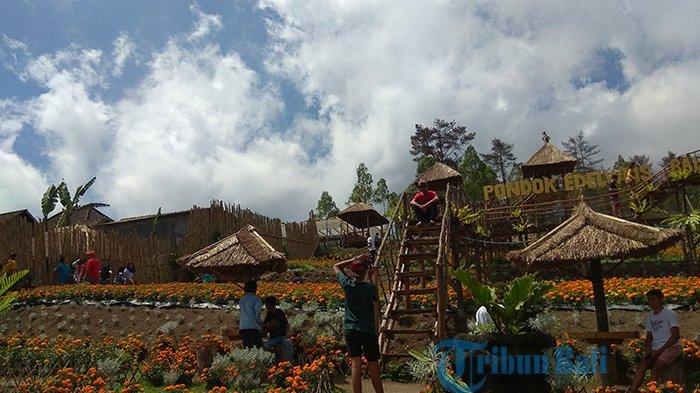 Sudah Dibuka, Taman Edelwis Karangasem Mulai Dikunjungi Wisatawan Domestik
