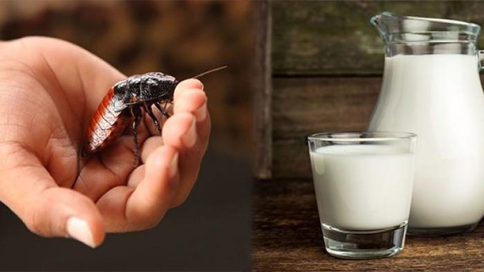 Fakta Makanan - Astaga! Protein Susu Kecoak Diklaim Paling Tinggi, Benarkah?