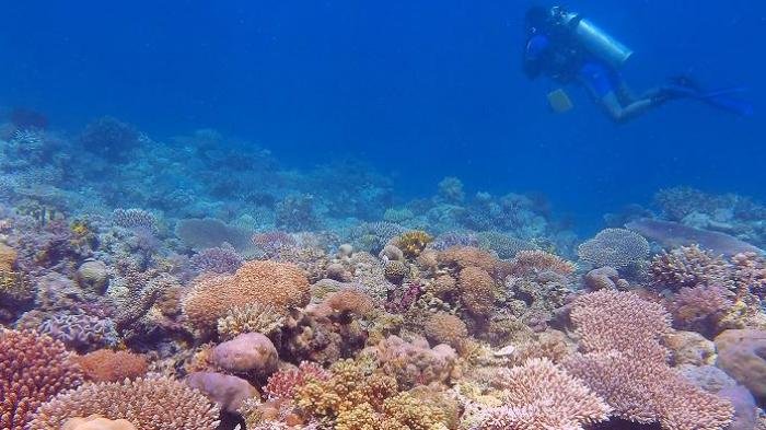 View salah satu spot diving di Taka Bajang Pogo, Taman Nasional Taka Bonerate.
