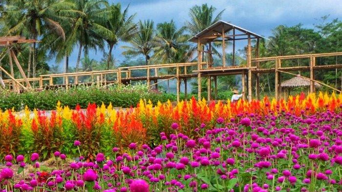 Melihat Keindahan Taman Bidadari, Destinasi Baru di Magelang yang Penuh Hamparan Bunga Warna-warni