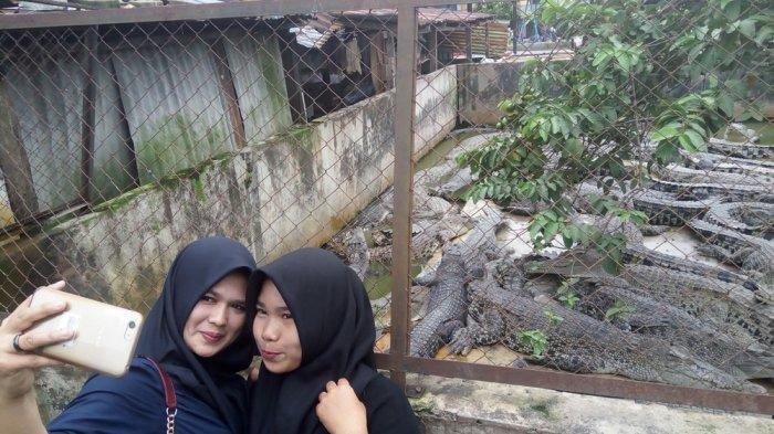 Taman Buaya Asam Kumbang, Destinasi Wisata untuk Selfie dengan Buaya di Medan