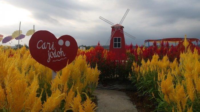 Taman Bunga Celosia di Banjarnegara Ternyata Awalnya untuk Pengendali Hama