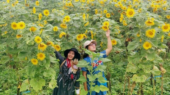 Dari Magelang hingga Malang, Inilah 6 Lokasi Taman Wisata Bunga Matahari