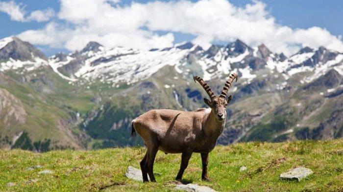 Siap-siap Terima Uang Rp 145 Juta Jika Kamu Bersedia Pindah ke Kota di Italia Ini