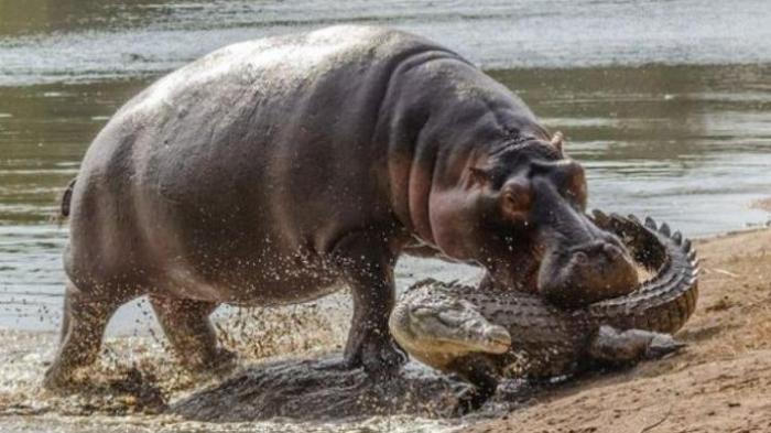 Taman Nasional Kruger - Ini Penyebab Ribuan Banteng dan Kuda Nil Akan Dibunuh