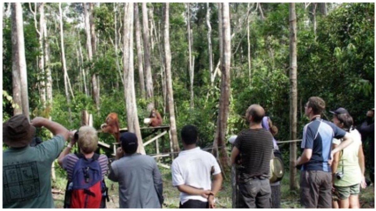 Wisatawan di Taman Nasional Tanjung Puting, Kalimantan Tengah. Wisata edukasi melihat habitat alami orangutan di Kalimantan Tengah. (KOMPAS.COM/I MADE ASDHIANA)