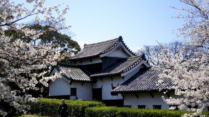Wisata Jepang - Waktu Terbaik Menikmati Mekarnya Sakura di Negeri Matahari Terbit Tahun Ini