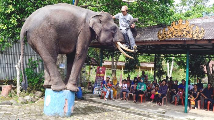 Taman Wisata Bumi Kedaton Lampung - Merak Sedang Santai Pun Tetap Cantik, Tiketnya Hanya Rp 10 Ribu