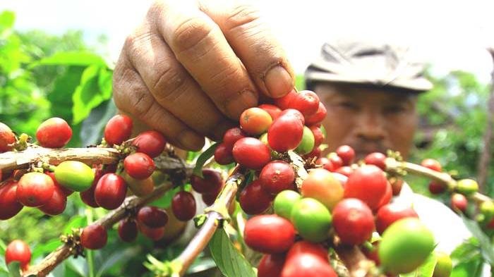 Kopi Wamena hingga Flores, 5 Rekomendasi Kopi Terbaik Indonesia Ini Wajib Dicoba