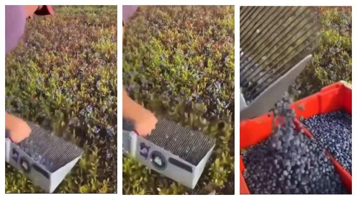 Viral Video Cara Panen Blueberry yang Unik hingga Buat Orang Penasaran