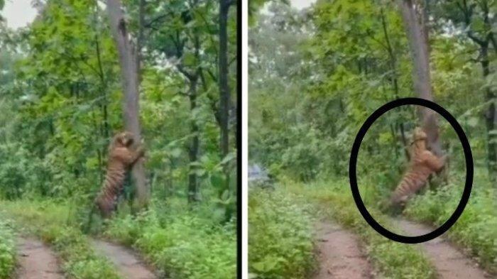 Viral Video Harimau Besar Muncul di Hutan Grobogan, Asli Atau Rekayasa?