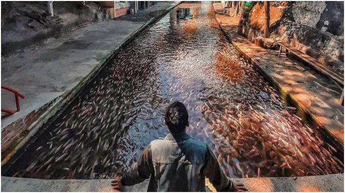 Mirip Jepang, Selokan di Klaten Disulap Jadi Sungai Jernih Berisi Ribuan Ikan Nila