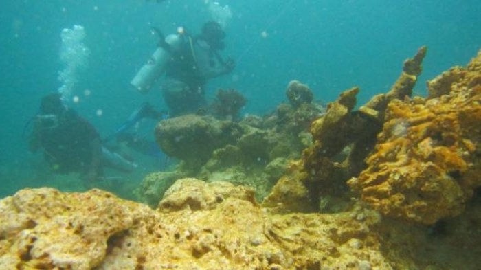 Diving Pertama Kali, Bolehkah Langsung 'Terjun' di Raja Ampat?