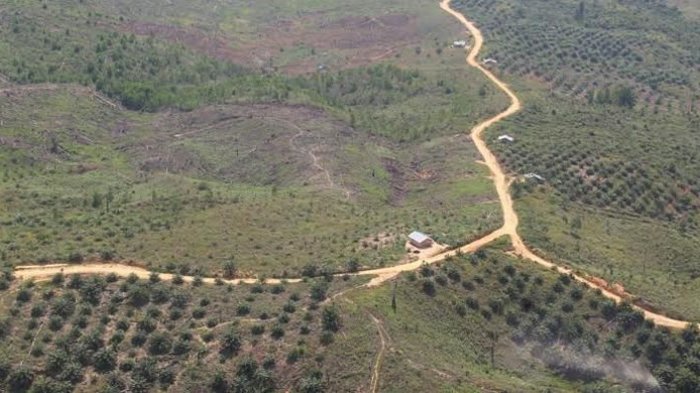 Lahan Taman Nasional Tesso Nilo Riau Terbakar, Jumlah Titik Panas Meningkat