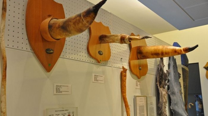 Dilarang Ngeres! Inilah Museum Mr P Paling Lengkap di Dunia, dari Paling Kecil hingga Besar, Ada
