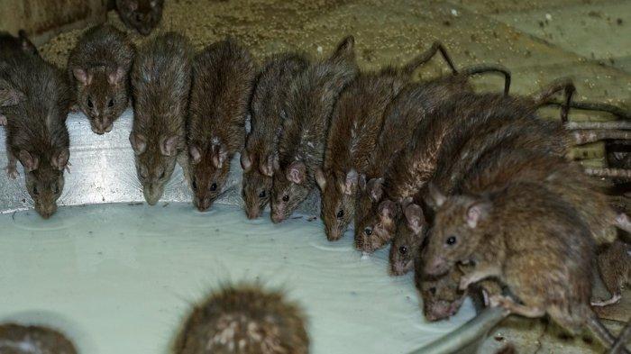 5 Tempat Wisata Unik di India, Ratusan Tikus Siap Menyambutmu di Karni Mata Mandir