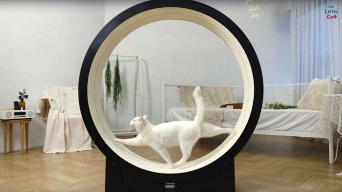 Perusahaan Korea Ini Membuat Treadmill Pintar Khusus untuk Kucing dengan Desain Lucu