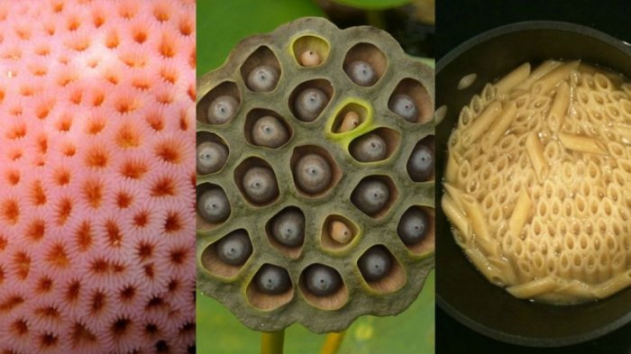 Sering Merinding Melihat Sekumpulan Lubang Kecil? Ternyata Reaksi Itu Bukan Fobia