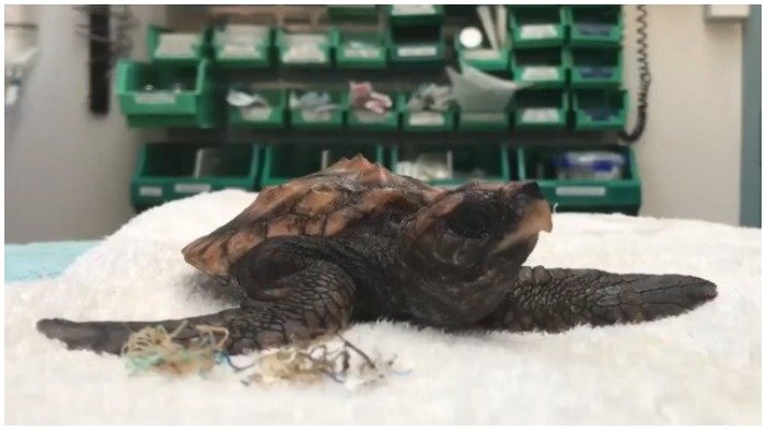 Miris! Tukik di Australia Terpaksa Keluarkan Plastik Bersama Kotoran setelah Memakannya di Laut