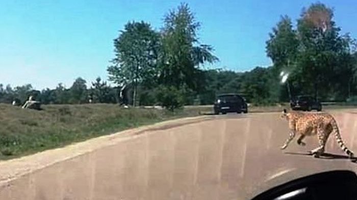 Parah! Keluarga Asal Perancis Ini Keluar dari Mobil Tepat di Kandang Cheetah, Lihat yang Terjadi