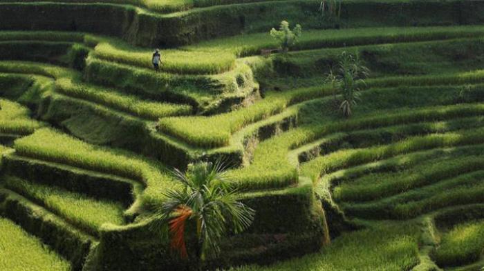 Daftar Penginapan Murah di Ubud Bali untuk Bulan Madu, Tarifnya Mulai Rp 230 Ribu