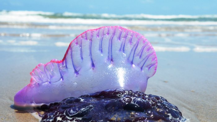 Indah dan Mengagumkan sih, tapi Hindari 7 Hewan Laut Ini! Bisa Sebabkan Keracunan hingga Kematian