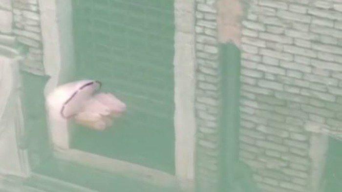 Imbas Lockdown di Italia, Ubur-ubur Terlihat Berenang Bebas di Kanal Venesia