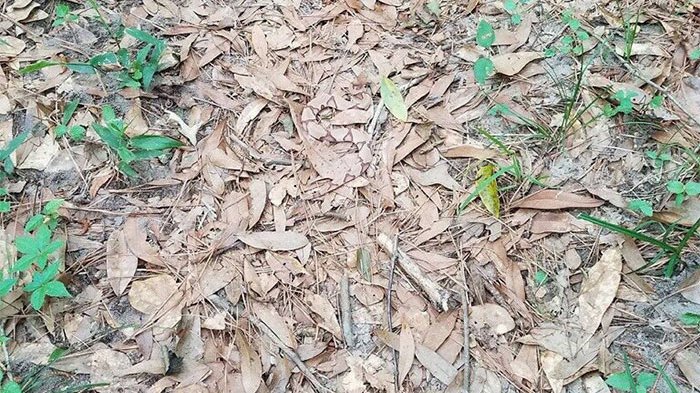 VIRAL! Internet Dibuat Heboh Gara-gara Ini, Bisakah Kamu Menemukan Ular dalam Foto Ini?