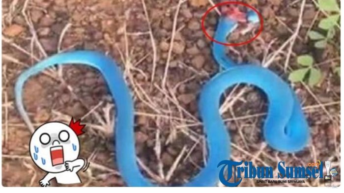 Bunuh Ular Biru, Pria Ini Langsung Menyesal Seumur Hidup Usai Tahu Fakta di Baliknya