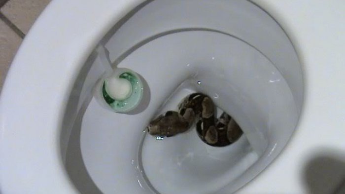 Tetap Waspada! 4 Lokasi Tak Terduga Ini jadi Bisa jadi Sarang Ular Berbahaya, Termasuk Lubang Toilet