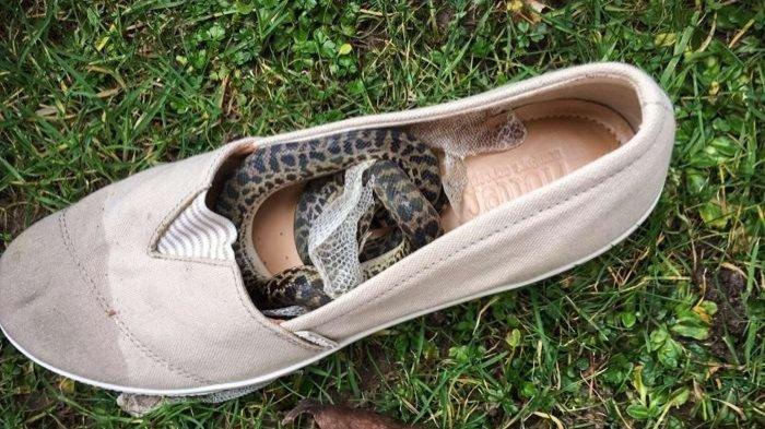 Lakukan Perjalanan dari Australia ke Skotlandia, Wanita Ini Terkejut Temukan Ular di Sepatunya