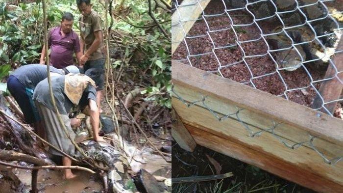 Viral Video Seorang Warga Sumatra Barat Lolos dari Lilitan Ular Piton Sepanjang 8 Meter
