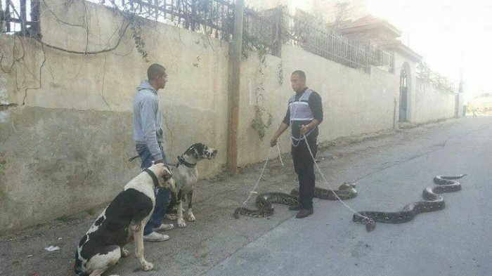 Rasanya sih Mustahil, tapi Potret Aneh Ini Beneran Terjadi! Ada Pria Ajak Ularnya Jalan-jalan