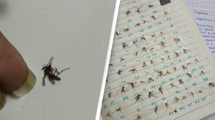 Viral di Medsos, Wanita Koleksi Nyamuk Mati yang Pernah Ditangkap, Apa Tujuannya?