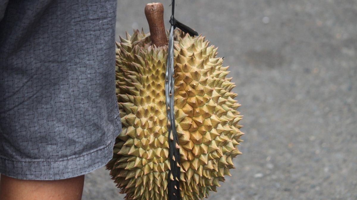 Penumpang Bawa Durian dalam Bus, Kondektur Mendadak Pingsan dan Dilarikan ke Rumah Sakit
