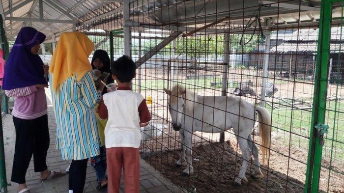 Waru Farm Land, Tempat Wisata Gratis di Bogor yang Cocok Dikunjungi Anak-anak