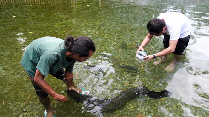 Wisata Waisekala Waii Ambon - Mau Elus-elus Belut Raksasa Morea? Bawa Telur Ayam Aja
