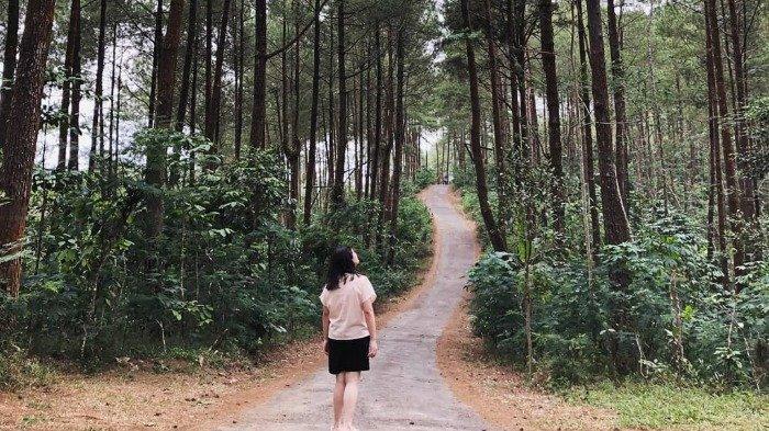 5 Tempat Wisata Alam di Purworejo untuk Liburan Akhir Pekan, Nikmati Kesejukan di Hutan Pinus Kalilo