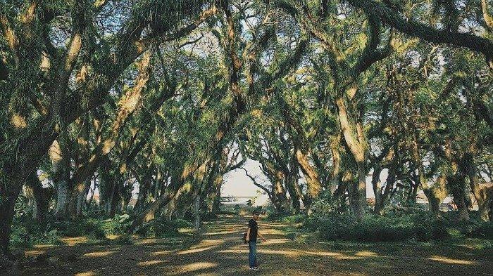 10 Tempat Wisata di Banyuwangi yang Wajib Dikunjungi saat New Normal, Ada De Djawatan Benculuk