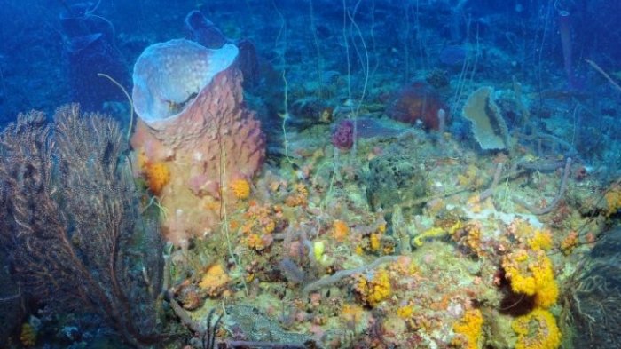 Kabar Gembira, Zona Laut Baru Akhirnya Ditemukan tim Ekspedisi! Isinya Kelompok Biota Misterius